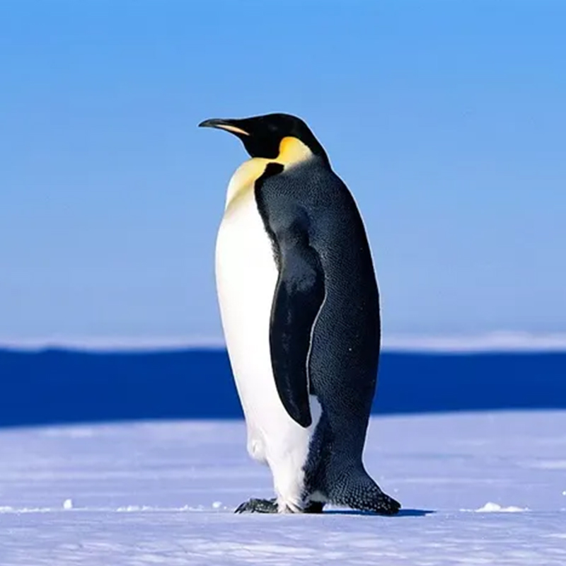 南极史诗线路：半环南极+罗斯海，探寻南磁极点