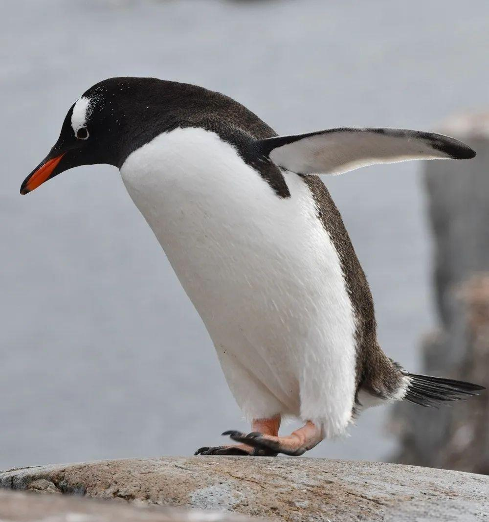 南极冰海间的灵动精灵：金图企鹅