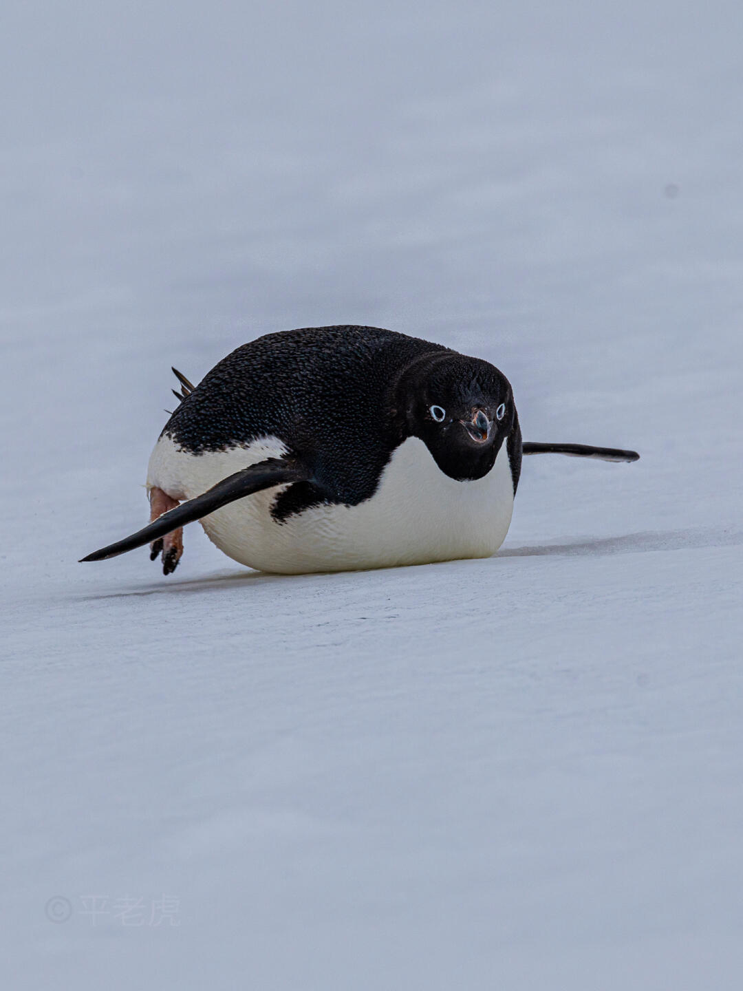 阿德利企鹅：南极冰原上的“快乐精灵”