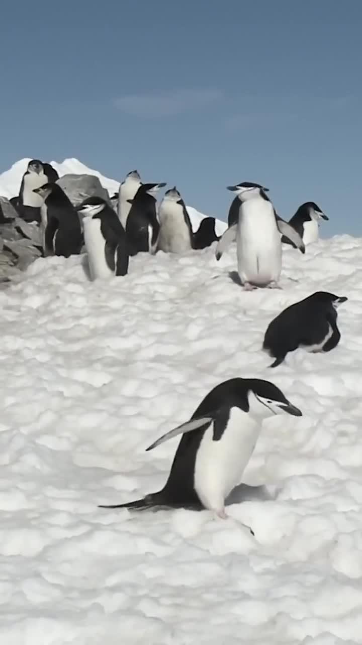 帽带企鹅：南极冰海间的“军装卫士”