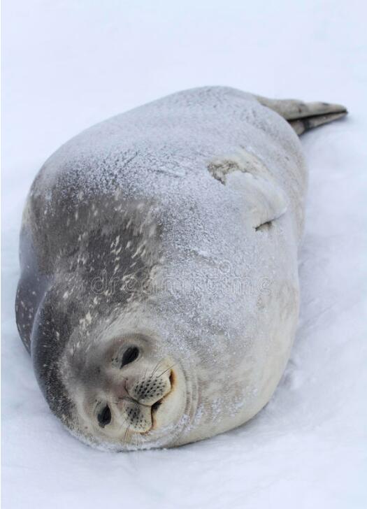 威德尔海豹：南极冰下的孤独歌者