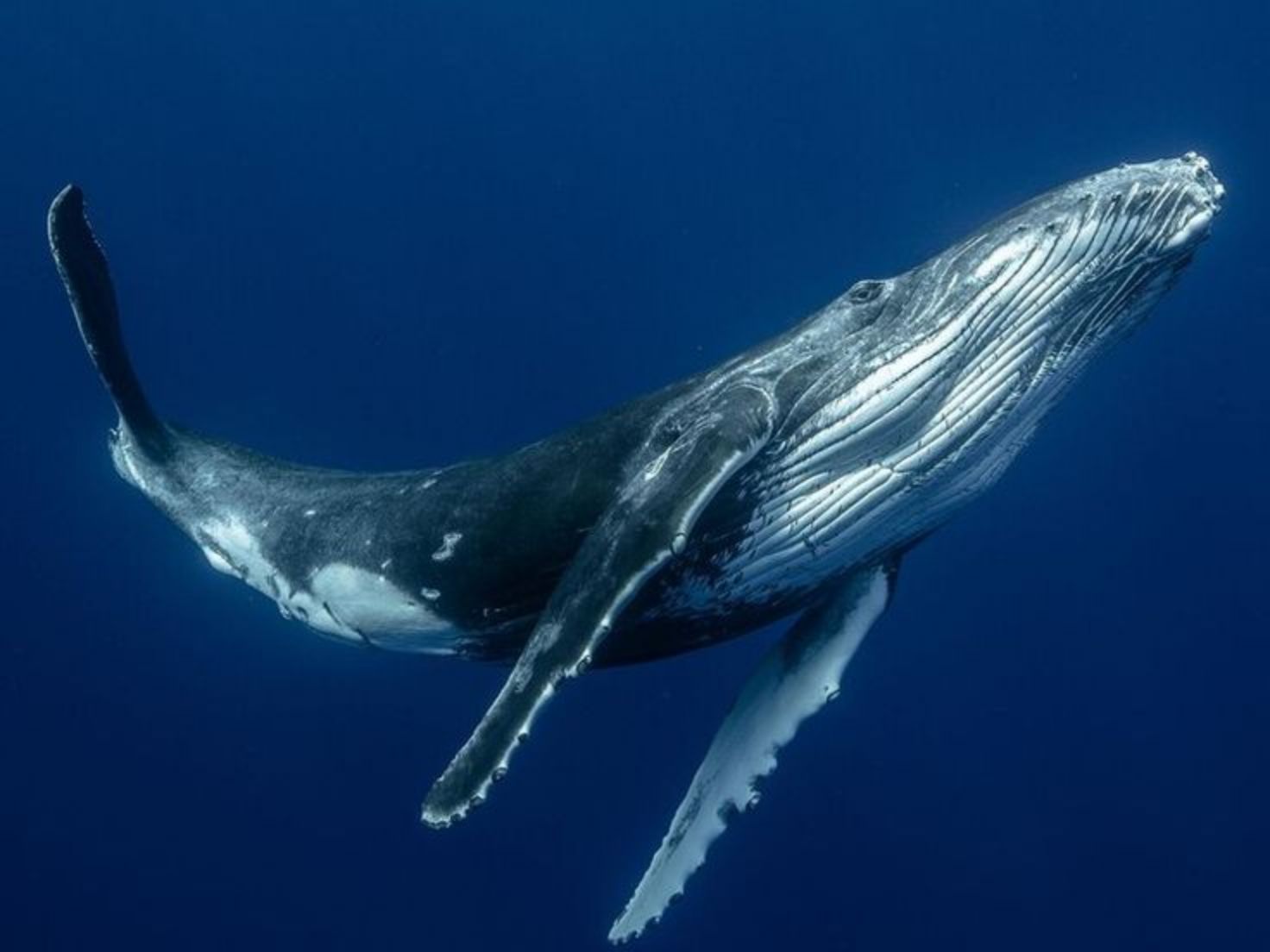 座头鲸：海洋中的浪漫歌者