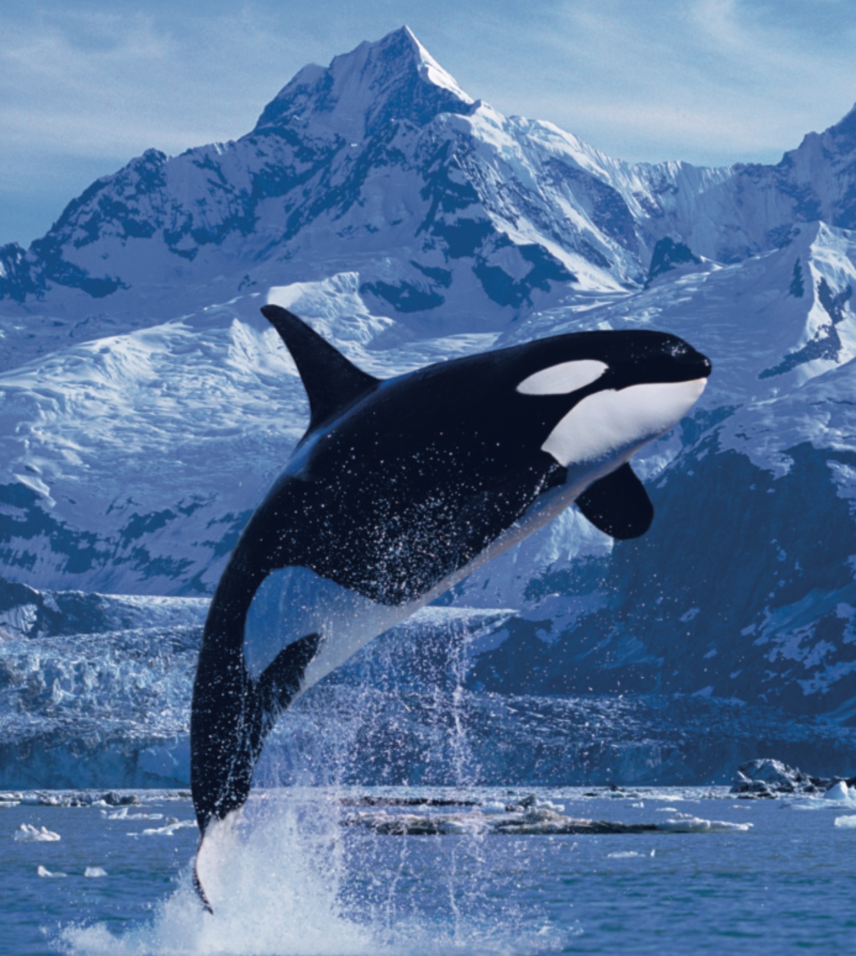 虎鲸：海洋中的顶级智者