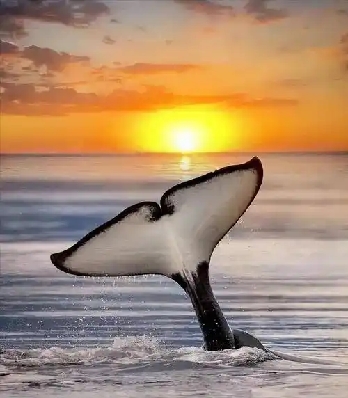 u=4230411678,2198600550&fm=253&fmt=auto&app=138&f=.JPEG