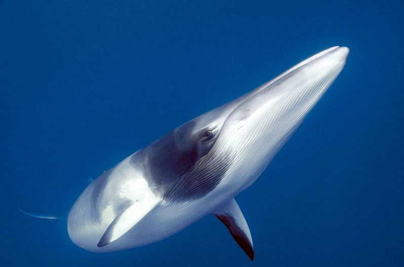 须鲸：海洋巨兽的温柔之歌