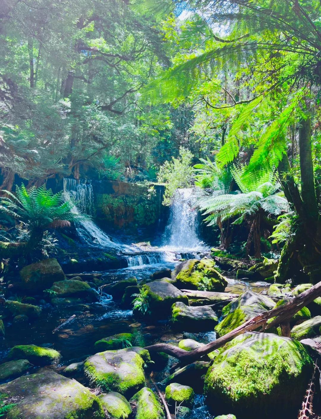 菲尔德山国家公园：塔斯马尼亚的绿色秘境