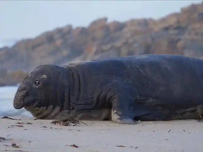 象海豹：深海巨兽的生存史诗