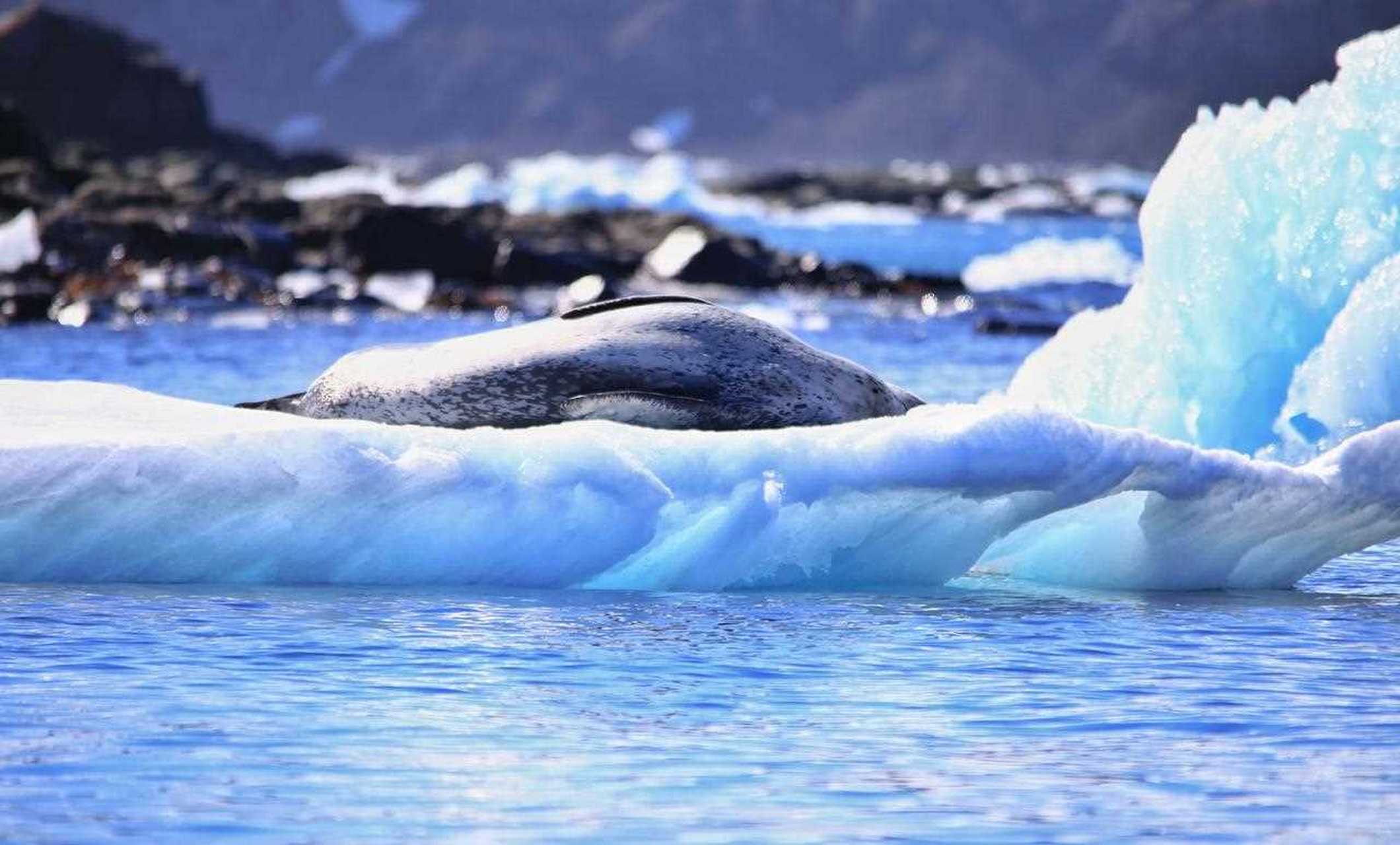 乔治王岛：南极冰原边缘的生态孤岛与文明微光