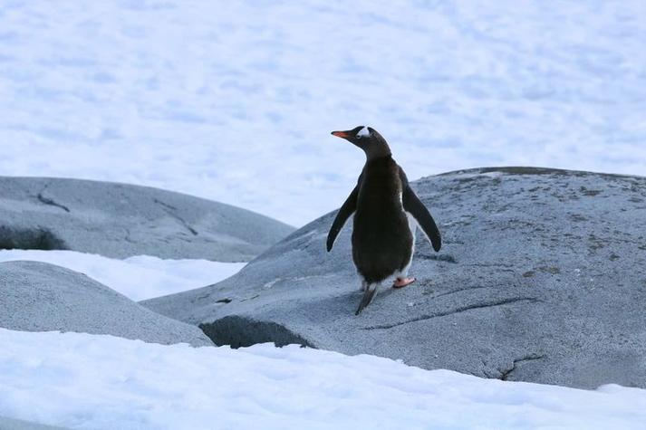 普莱诺岛：南极的冰雪秘钥