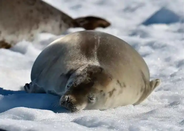 夏科港：南极的冰川绮梦