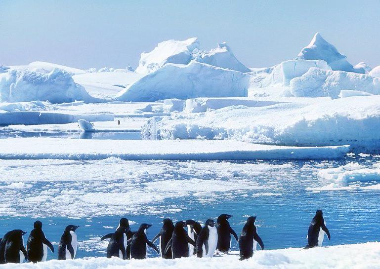 邂逅库佛维尔岛：南极冰原上的生命交响