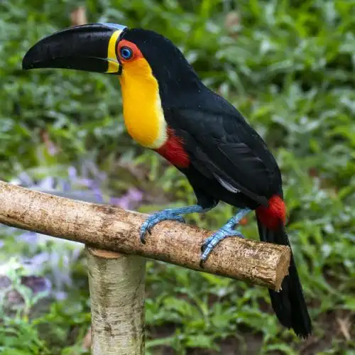雨林中色彩斑斓的精灵:巨嘴鸟