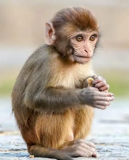 探秘亚马逊猴子岛:雨林深处的灵长王国