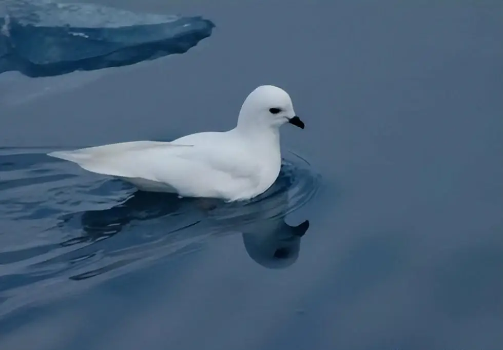 暴雪鹱:极地海洋的空中行者