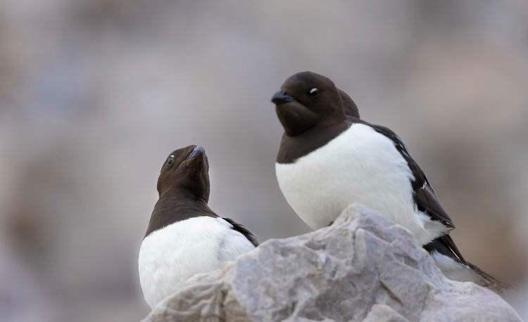 侏海雀:北极海岸的玲珑精灵