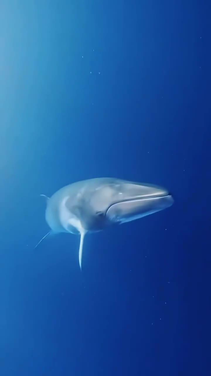 小须鲸:蔚蓝海洋中的优雅舞者