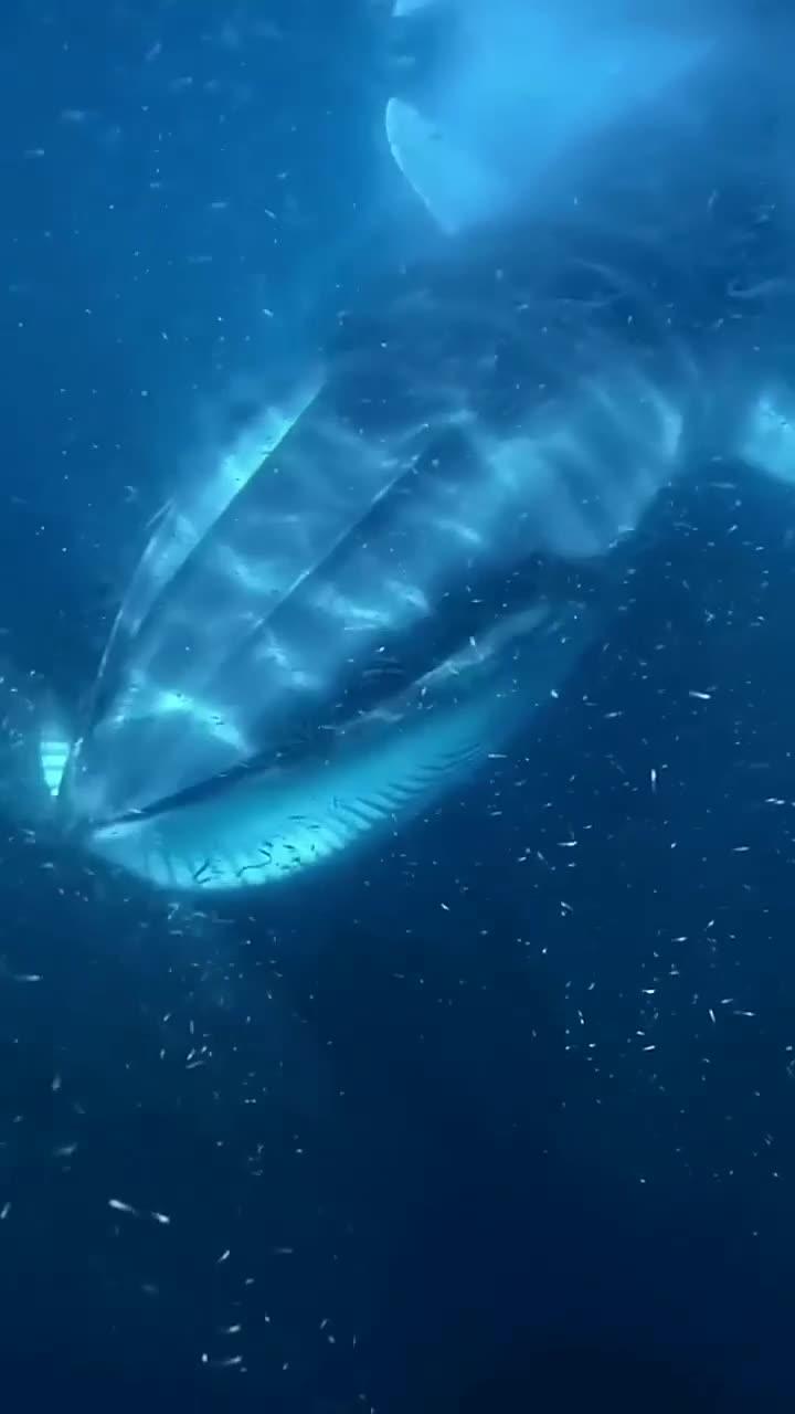 北极长须鲸:海洋深处的温柔巨人