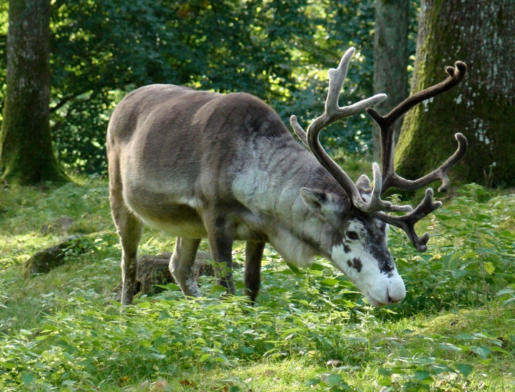 麋鹿:自然与城市的和谐交响
