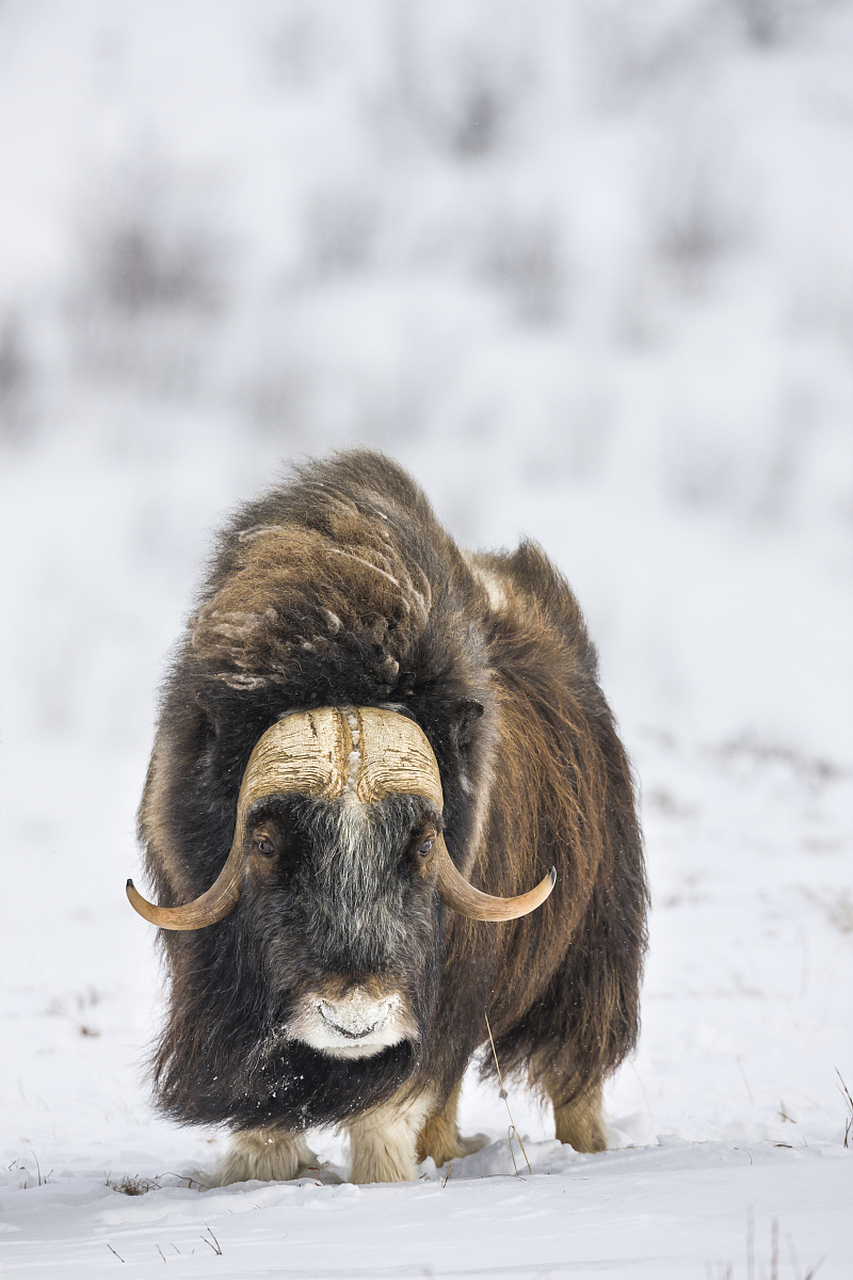 麝牛:北极荒原的绒毛战士