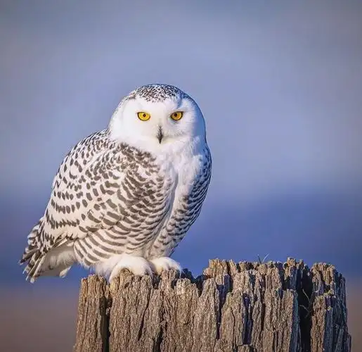 u=737869359,1458460354&fm=253&fmt=auto&app=138&f=.JPEG u=737869359,1458460354&fm=253&fmt=auto&app=138&f=.JPEG