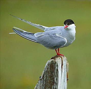 燕鸥:跨越两极的迁徙传奇