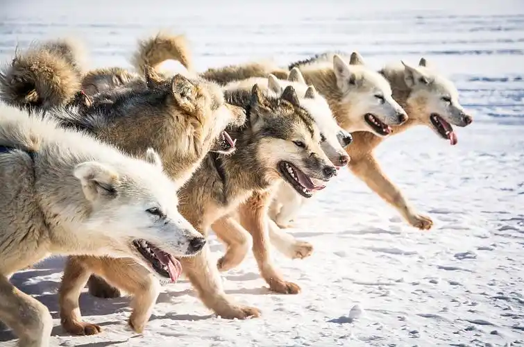 格陵兰雪橇狗:极地冰原的忠诚伙伴