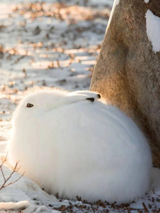 北极兔:冰原上的白色绒球与生存大师