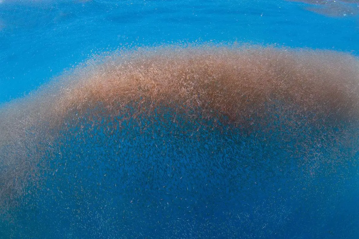 北极磷虾:海洋中的生命基石与生态奇迹