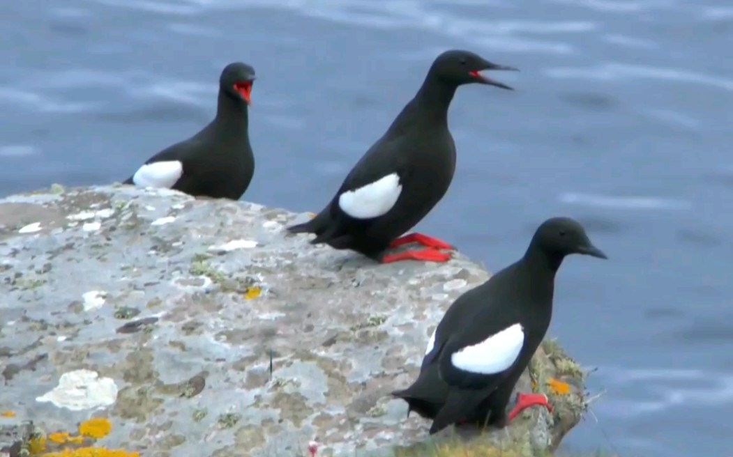 北极邮轮奇遇:当舷窗遇见白斑翅海鸽