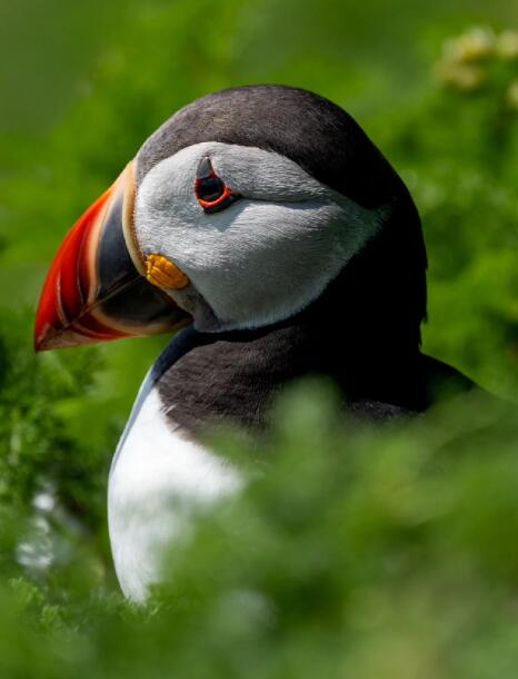 海鹦鹉:北极海面上的彩色小丑