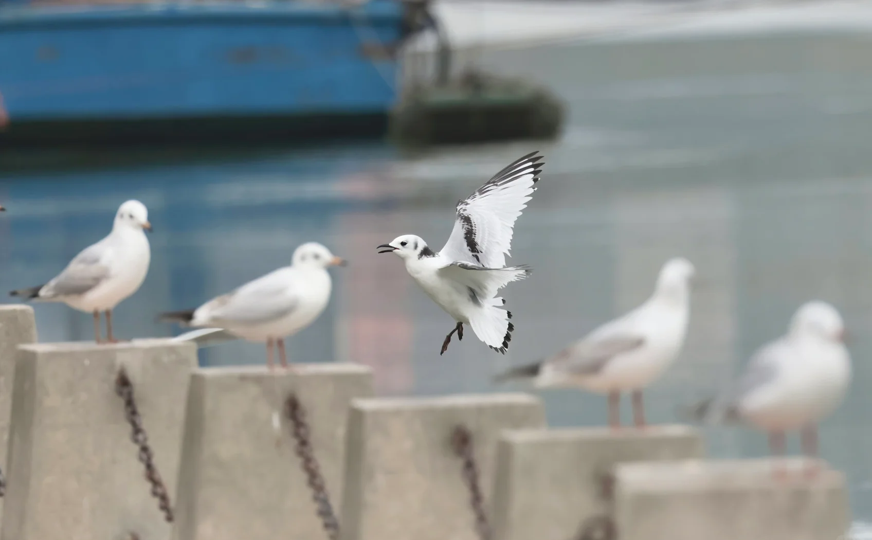 三趾鸥:北极海崖的白色精灵与生态信使