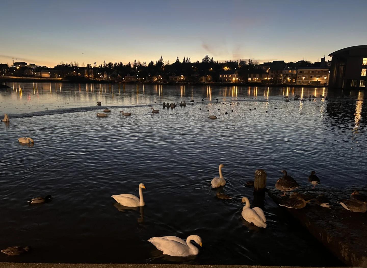 托宁湖:雷克雅未克心脏的液态史诗