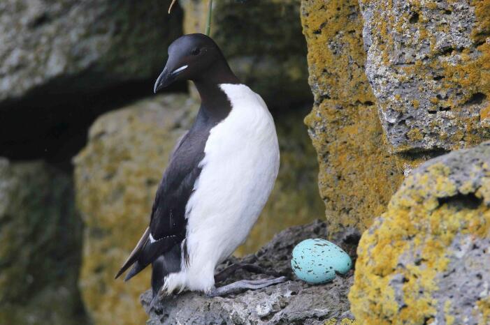 邮轮邂逅：与厚嘴海鸦的奇妙相遇