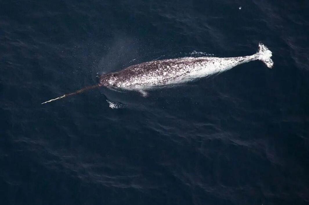 独角鲸：深海独行者的生命史诗
