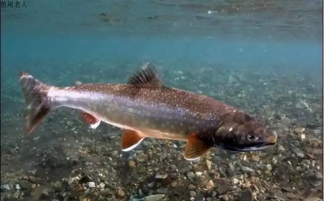 北极鲑鱼：冰原之下的生命史诗与迁徙密码