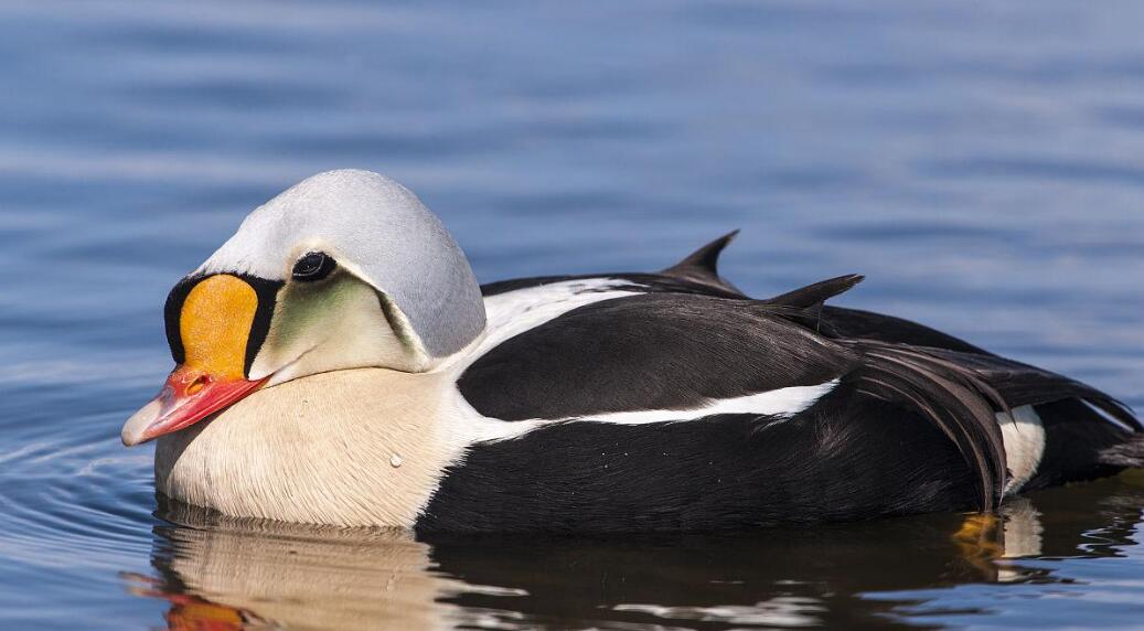 王绒鸭：极地水域的羽衣王者与生态传奇