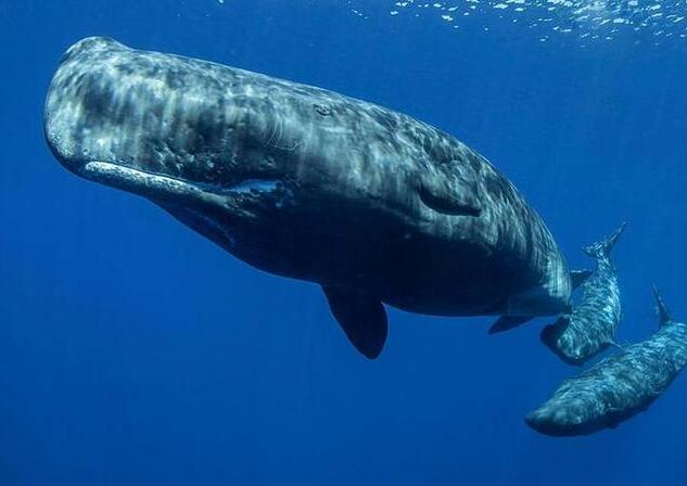 QQ截图20250628223516.jpg QQ截图20250628223516.jpg