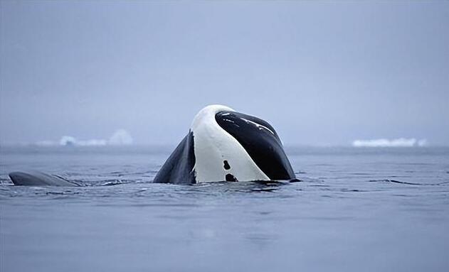 QQ截图20250628223543.jpg QQ截图20250628223543.jpg