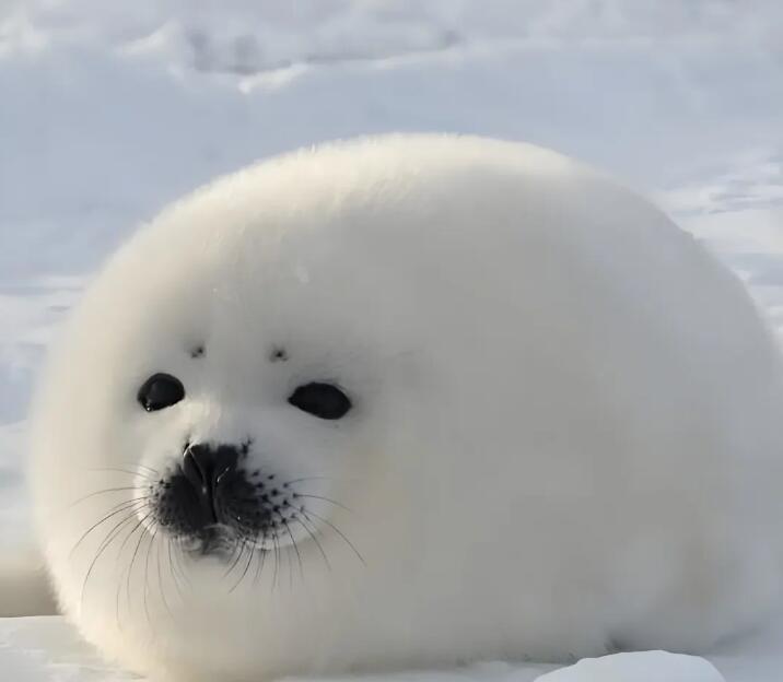 QQ截图20250630163131.jpg QQ截图20250630163131.jpg