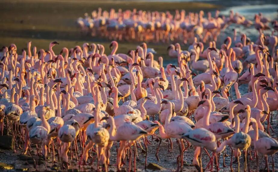 粉红启示录：纳米比亚火烈鸟的生存诗学