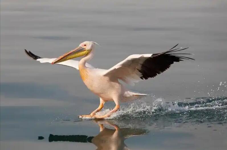 白色神话：纳米比亚鹈鹕的生存剧场