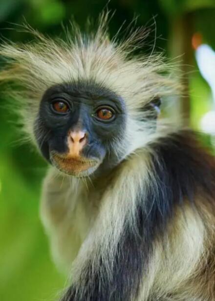 猴山记：加纳森林里的权力剧场