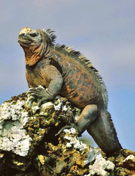 加拉帕戈斯红绿鬣蜥的生命颂歌