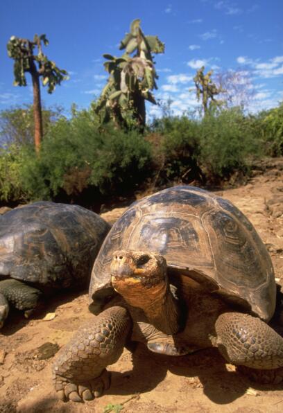 龟甲上的火山史诗：加拉帕戈斯象龟的生态叙事