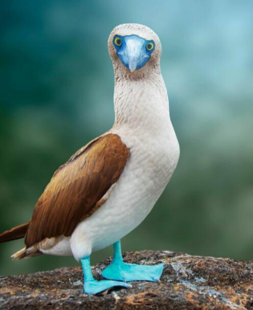 蓝足舞浪：加拉帕戈斯鲣鸟的海火山交响诗