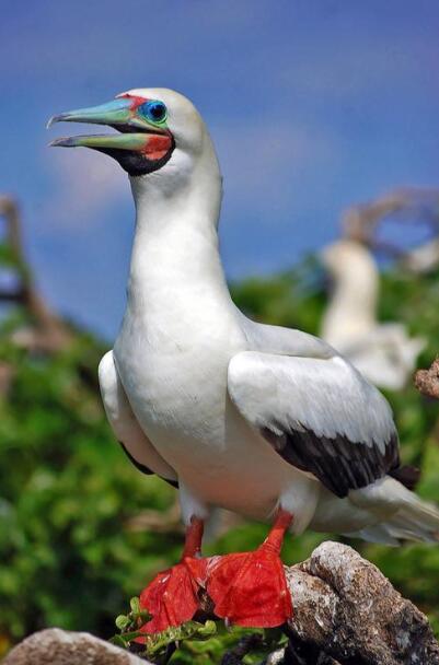 潮汐与羽翼的博弈：红脚鲣鸟的环太平洋日记