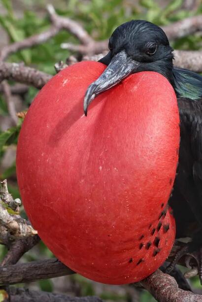 军舰鸟的岛屿征服记