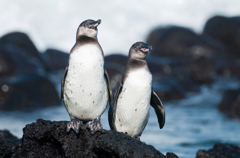 黑羽白腹的赤道传奇