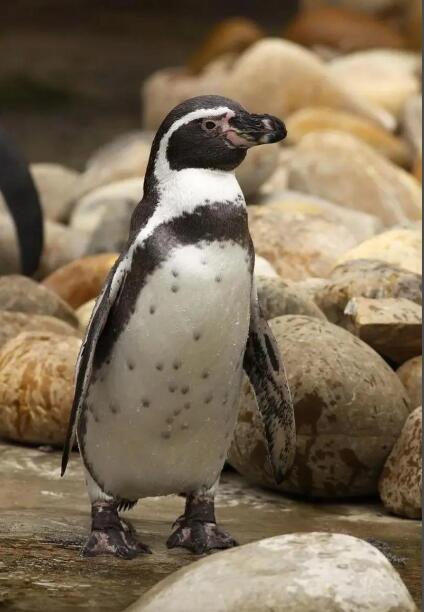 冰与火的舞者：洪堡企鹅的温带传奇