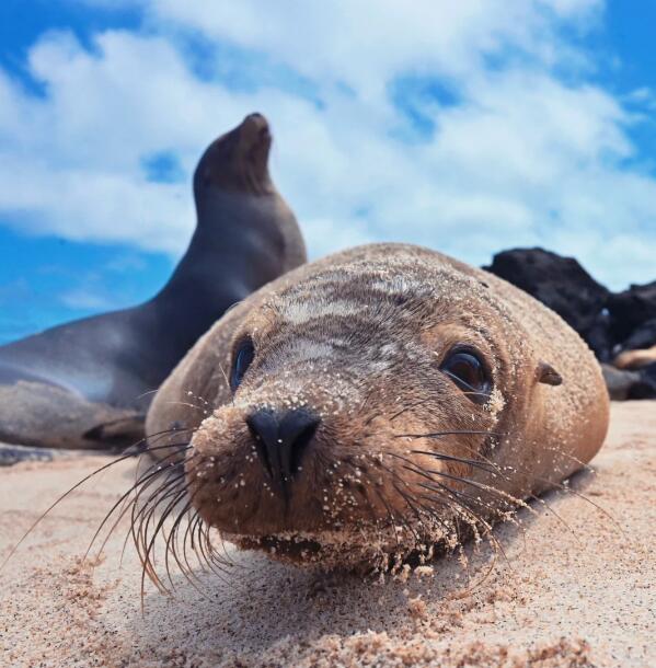 慵懒与野性的协奏曲：加拉帕戈斯海狮生存志